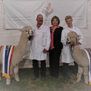 Ambersun Alpacas